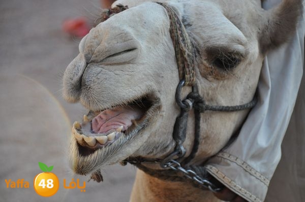 sharm el skhekh 707  (19).JPG